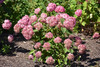 Invincibelle&reg; Ruby Hydrangea