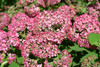 Invincibelle&reg; Ruby Hydrangea