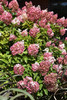 Vanilla Strawberry&trade; Hydrangea