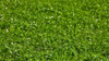 Grass Seed - White Clover