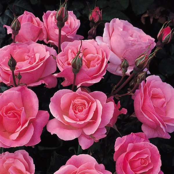 Floribunda roses in bloom