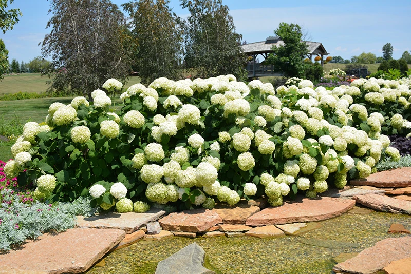 Incrediball Hydrangea in bloom