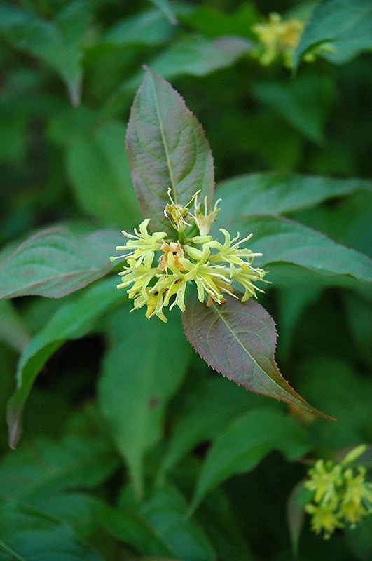 Bush Honeysuckle