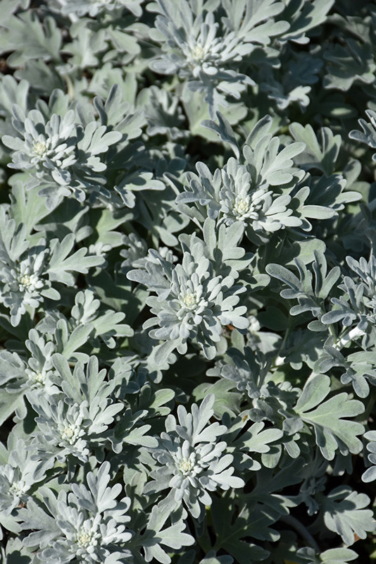 Silver Brocade Artemisia