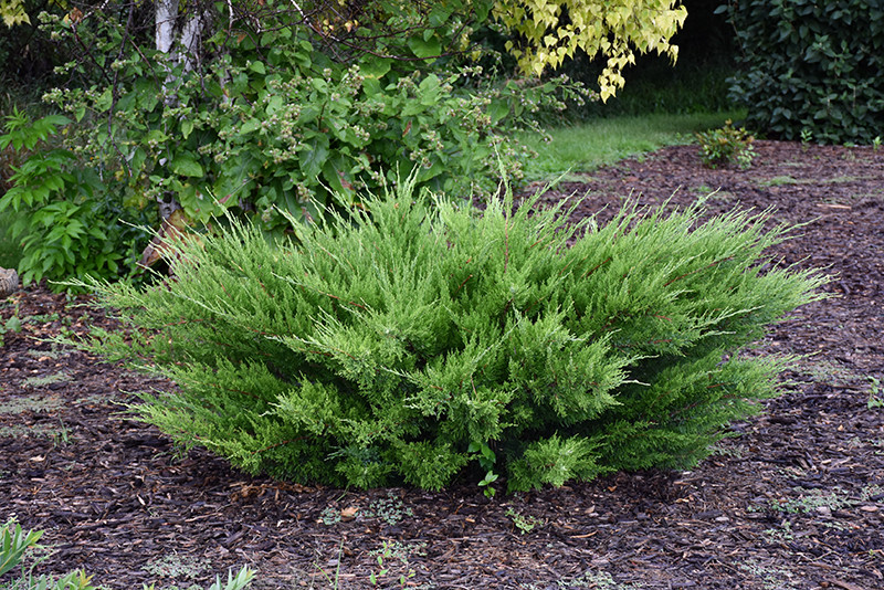 Sea Green Juniper - Tree Valley Garden Centre