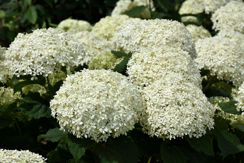 Invincibelle Limetta&reg; Hydrangea