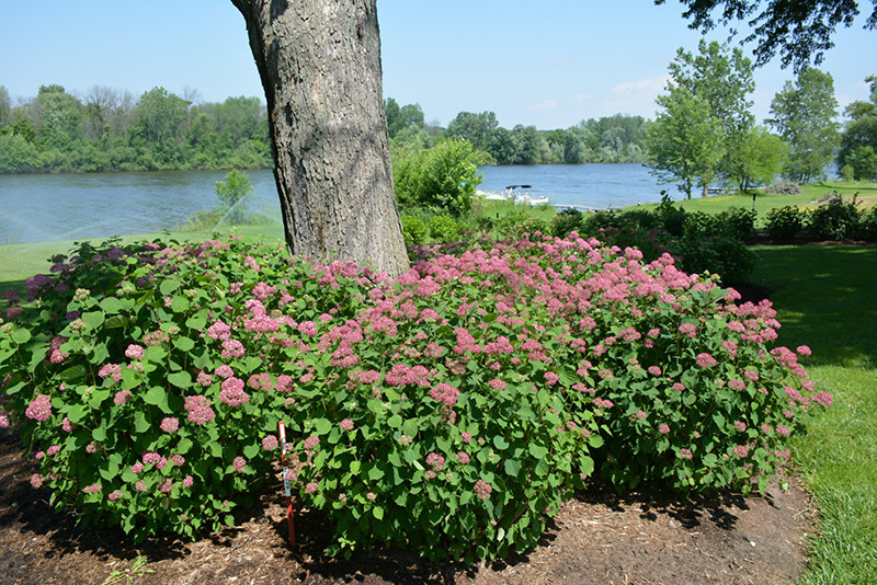 Invincibelle Garnetta&reg; Smooth Hydrangea