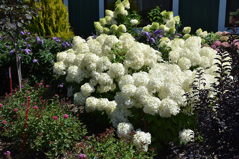 Puffer Fish&reg; Hydrangea