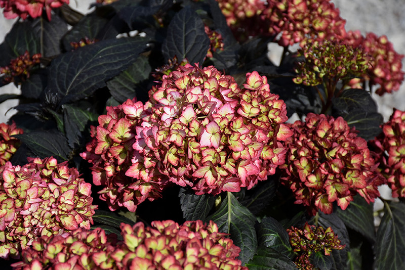 Eclipse&reg; Hydrangea