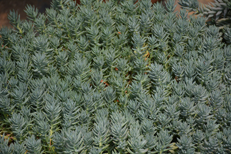 Blue Spruce Stonecrop