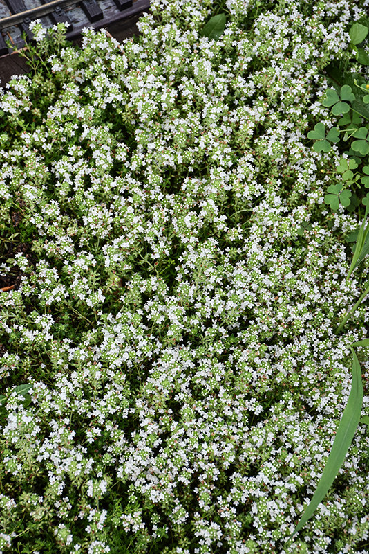 White Moss Thyme - Tree Valley Garden Centre