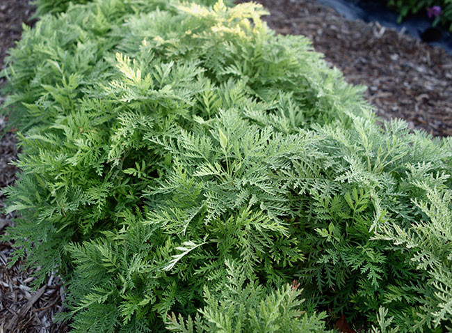 Artemisia SunFern Arcadia