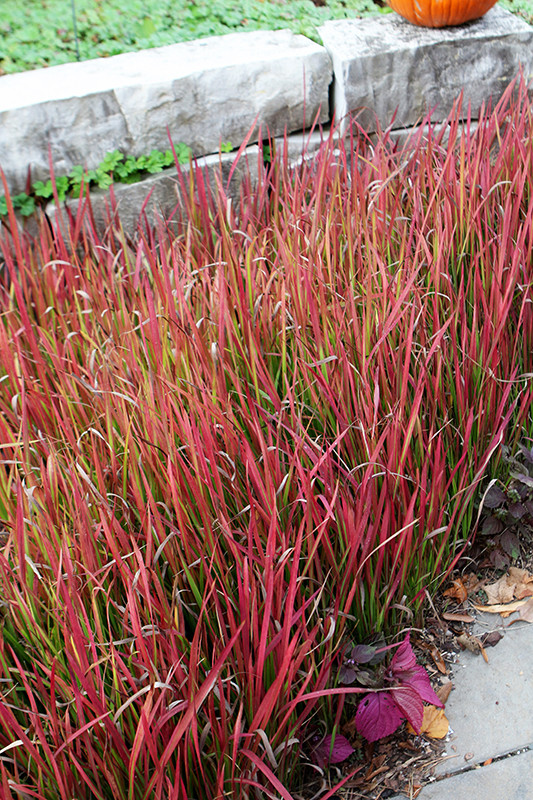 Red Baron Japanese Blood Grass