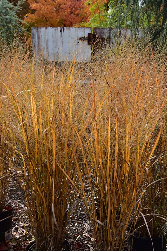 Northwind Switch Grass