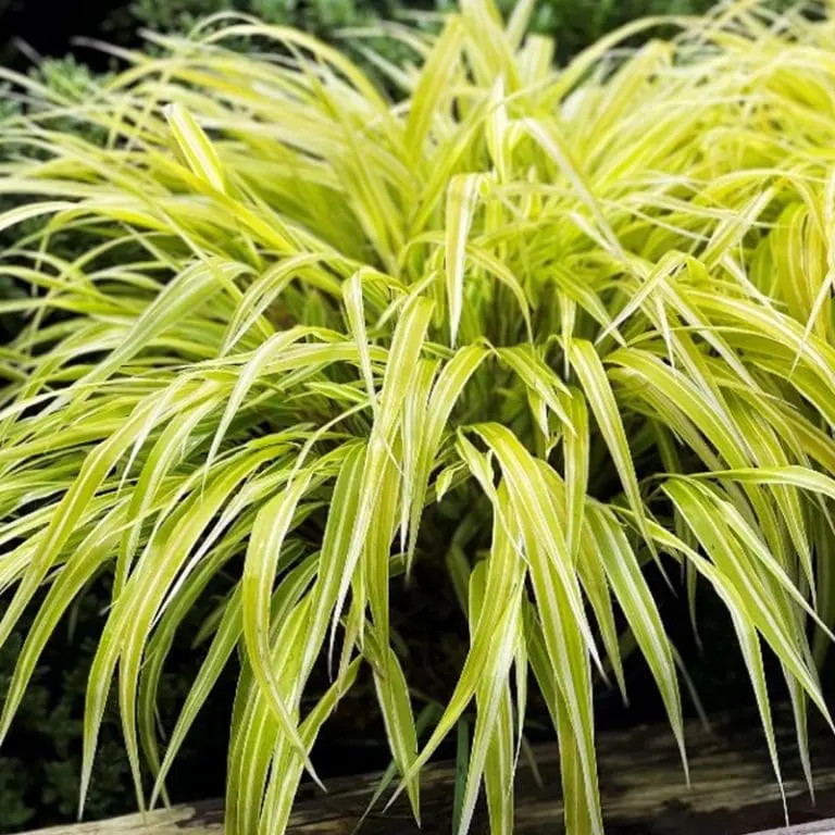 Grass Lemon Zest Japanese Forest