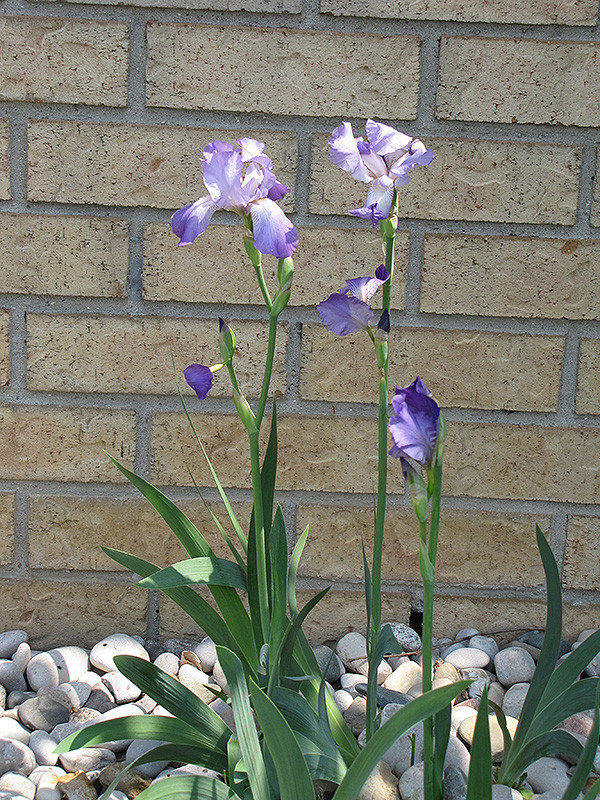 Clarence Iris