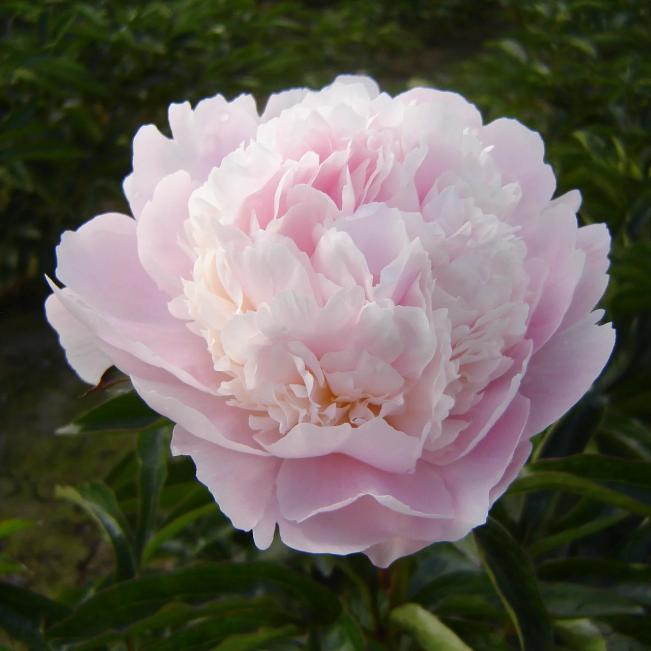 Peony Alertie