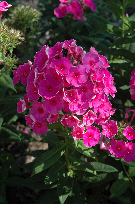 No.153★Premiumシリーズ㉕★フローズンピンク★popx★ Swizzle Garden Phlox - Tree Valley Garden Centre