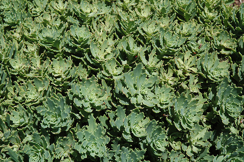 Thundercloud Stonecrop