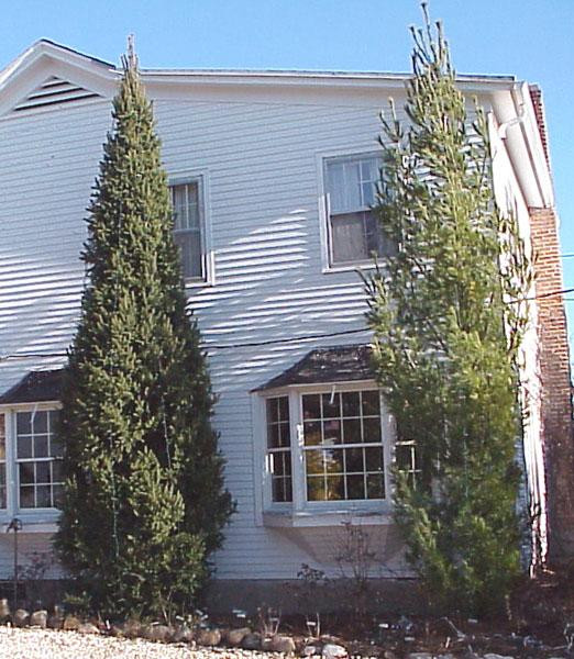 Christina Columnar Spruce Tree Valley Garden Centre