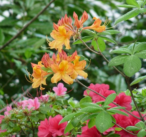 Diciduous Hybrid Azalea (assorted) - Tree Valley Garden Centre