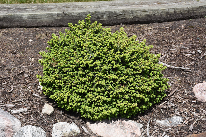 Little Gem Spruce - Tree Valley Garden Centre