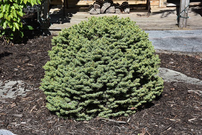 Dwarf Serbian Spruce - Tree Valley Garden Centre