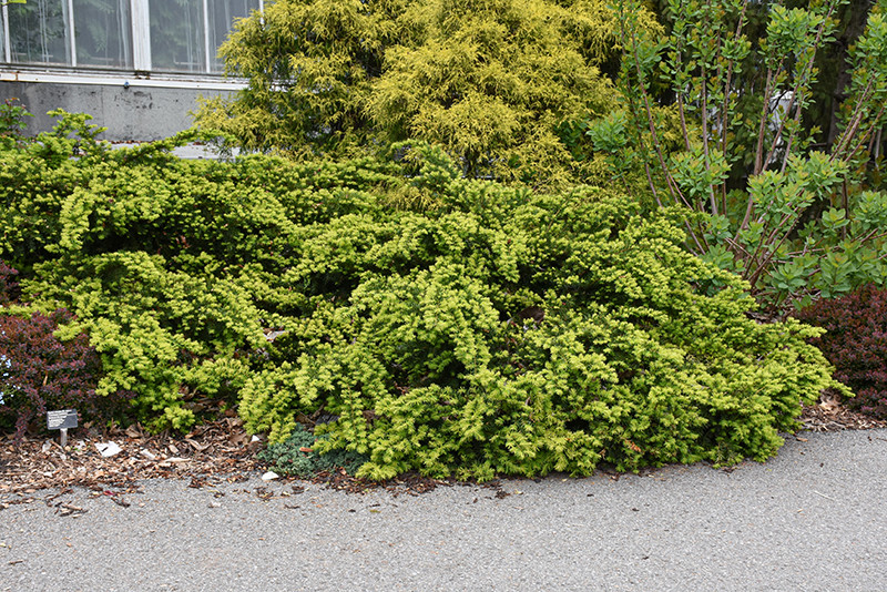 Emerald Spreader Yew - Tree Valley Garden Centre