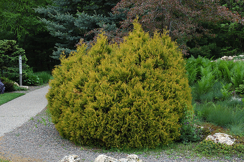 Rheingold Arborvitae - Tree Valley Garden Centre