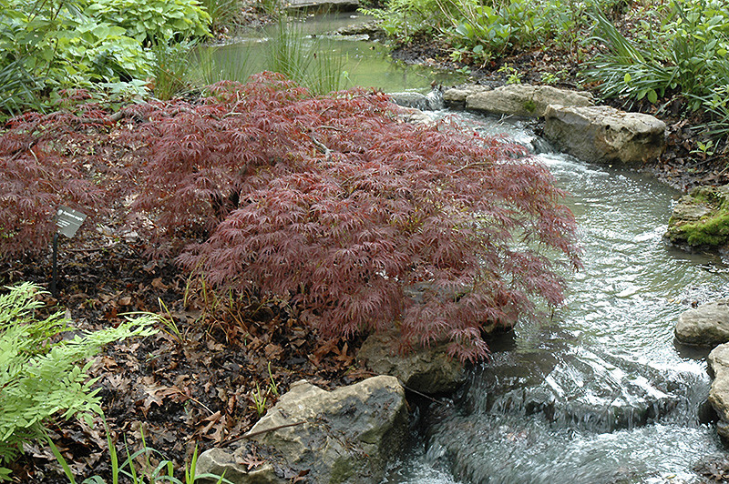 Inaba Shidare Cutleaf Japanese Maple - Tree Valley Garden Centre