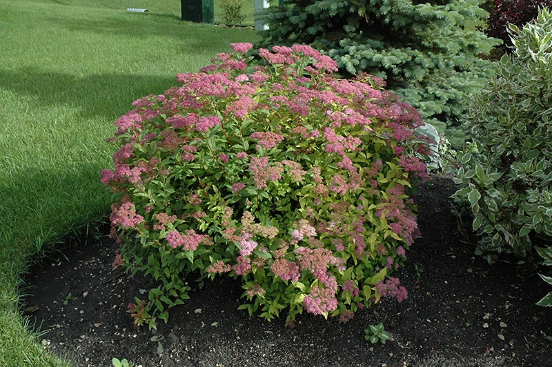 Goldflame Spirea