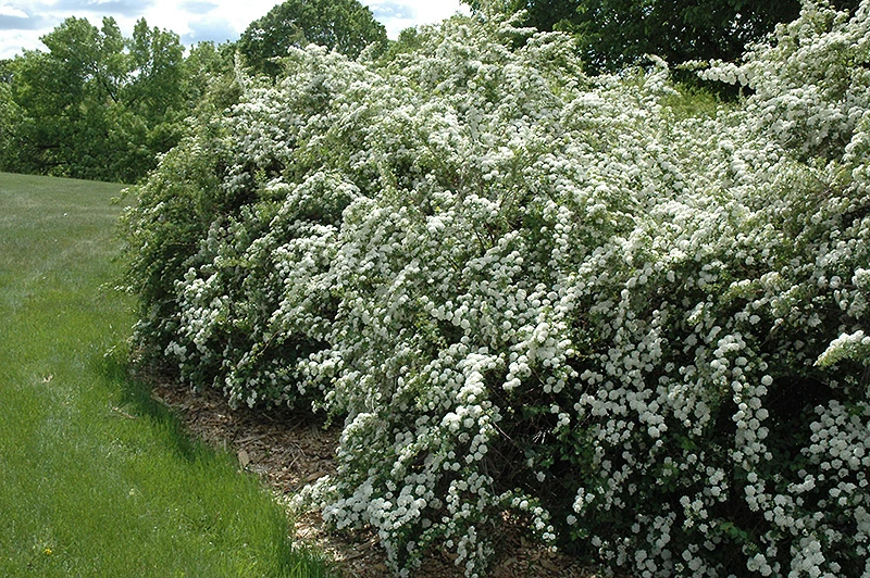 Vanhoutte Spirea