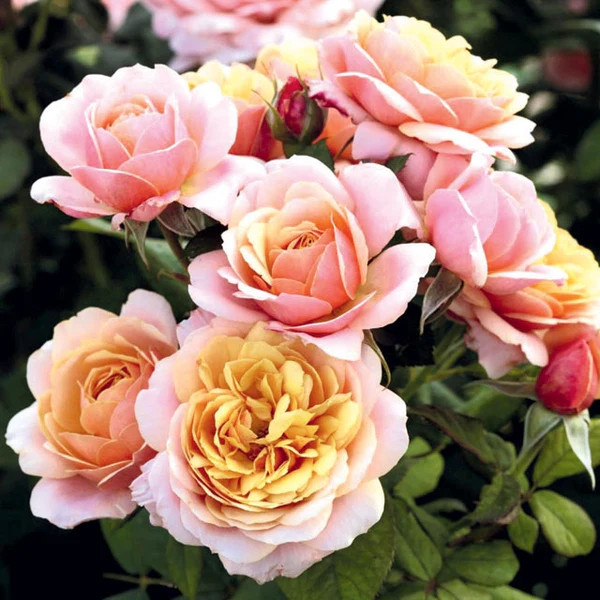 Grandiflora Rose