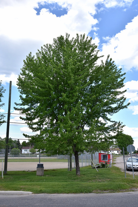 Wisconsin Silver Maple Tree Silver Maple - Tree Valley Garden Centre