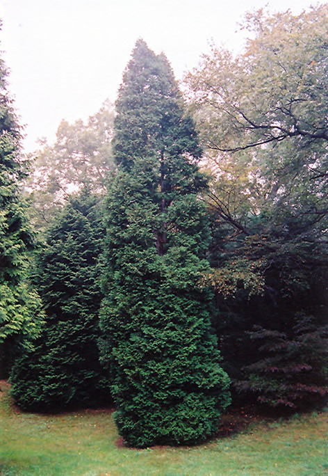 【極美品】EVERGREEN Whizzer 6セット Hetz Wintergreen Arborvitae - Tree Valley Garden Centre