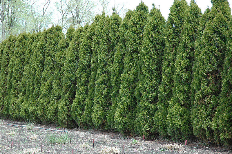 Hetz Wintergreen Arborvitae - Tree Valley Garden Centre