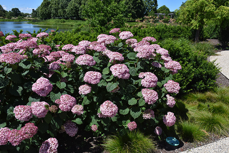 Invincibelle&reg; Spirit II Hydrangea