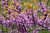 Rising Sun Red Bud Clump