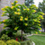 Rising Sun Red Bud Clump