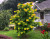 Rising Sun Red Bud Clump