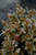 Tiny Wine&reg; Ninebark