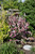 Czechmark Trilogy&reg; Weigela