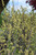 Fragrant Sumac