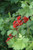 Fragrant Sumac