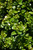 Sprinter&reg; Boxwood