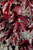 Royal Raindrops&reg; Flowering Crab