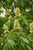 Ohio Buckeye
