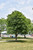 Ohio Buckeye