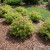 Bubbly Wine Weigela P.w.