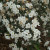 Wine And Spirit Weigela